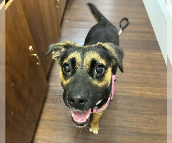 Medium Photo #1 Mutt Puppy For Sale in Holly Springs, NC, USA