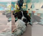 Small #2 American Pit Bull Terrier Mix