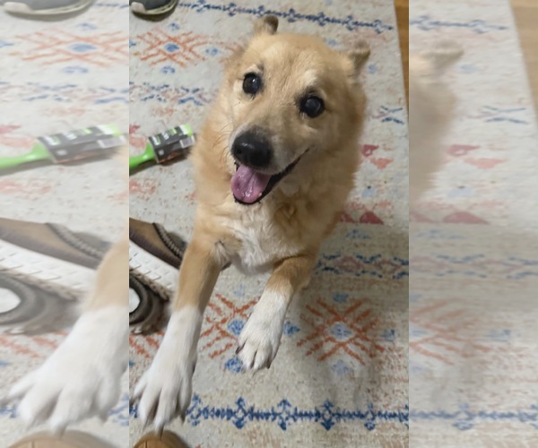 Medium Photo #6 Mutt Puppy For Sale in Westwood, NJ, USA