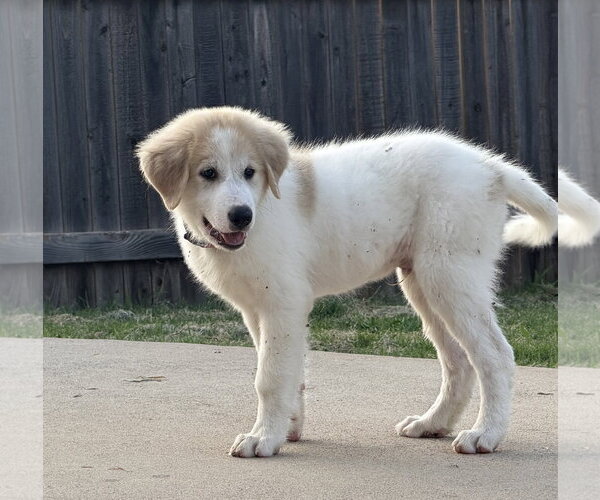 Medium Photo #5 Great Pyrenees-Unknown Mix Puppy For Sale in Dallas, TX, USA