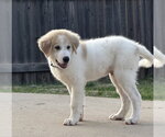 Small #4 Great Pyrenees Mix