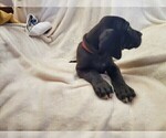 Small Photo #21 Great Dane Puppy For Sale in BARTLETT, IL, USA