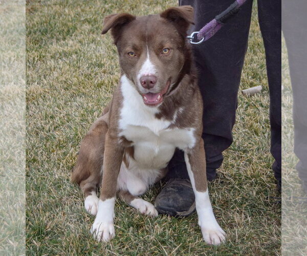 Medium Photo #11 Chocolate Labrador retriever-Siberian Husky Mix Puppy For Sale in Huntley, IL, USA
