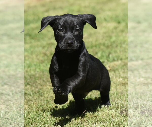 Medium Photo #12 Dachsador Puppy For Sale in Mechanicsburg, PA, USA