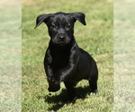 Small #11 Dachsador