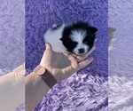 Puppy Macaroon Pomeranian