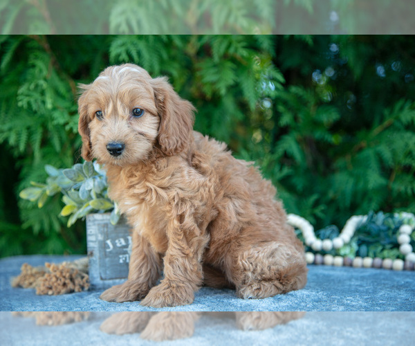 Medium Photo #10 Cavapoo (Miniature) Puppy For Sale in KIRKWOOD, PA, USA
