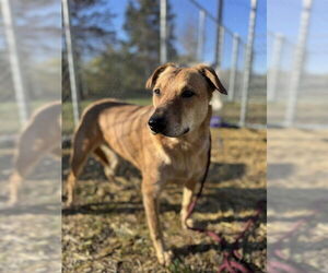 Mutt Dogs for adoption in Louisville, KY, USA