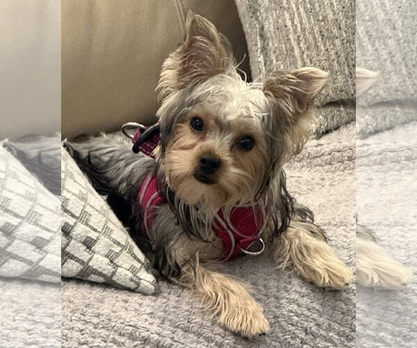 Medium Photo #4 Mutt Puppy For Sale in Allentown,, PA, USA