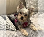 Small #3 Mutt
