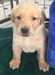 Small Photo #3 Golden Labrador Puppy For Sale in FAYETTEVILLE, GA, USA