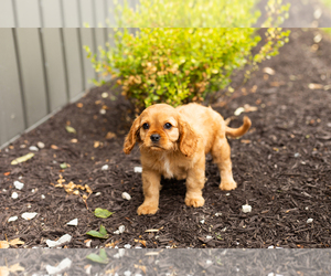 Cavalier King Charles Spaniel Puppy for sale in TOPEKA, IN, USA