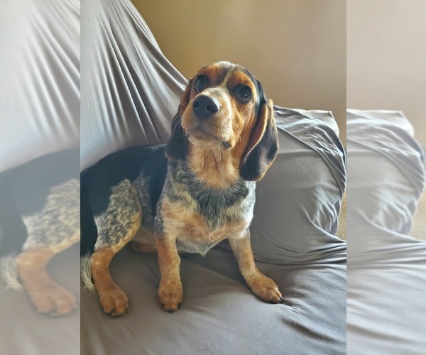 Medium Photo #1 Beagle Puppy For Sale in ALEXANDRIA, MO, USA