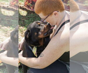 Ash - Male Rottweiler Dog for Adoption - Photo #8