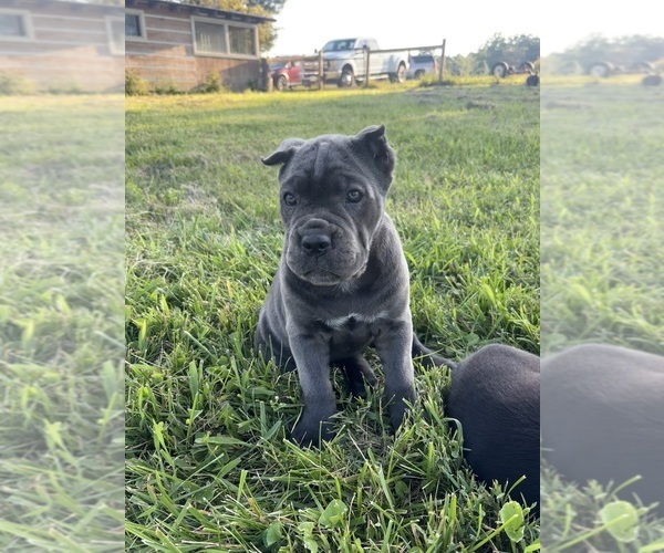 Medium Photo #6 Cane Corso Puppy For Sale in CLARKRANGE, TN, USA