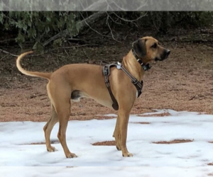 Father of the Rhodesian Ridgeback puppies born on 11/03/2025