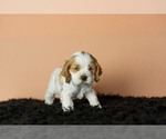 Small Photo #17 Cocker Spaniel Puppy For Sale in NAPPANEE, IN, USA