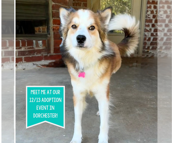 Medium Photo #1 Australian Shepherd-Unknown Mix Puppy For Sale in Boston, MA, USA