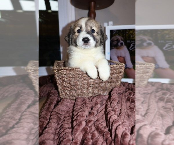 Medium Photo #11 Aussie Pyrenees Puppy For Sale in LEXINGTON, SC, USA