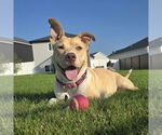 Small #40 American Pit Bull Terrier Mix