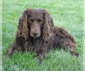 Father of the Boykin Spaniel puppies born on 05/24/2023