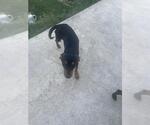 Small Chihuahua