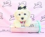 Small Photo #8 Mal-Shi Puppy For Sale in LAS VEGAS, NV, USA