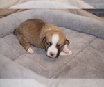 Small Photo #10 Welsh Cardigan Corgi Puppy For Sale in SUN PRAIRIE, WI, USA