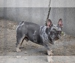 Small Photo #1 French Bulldog Puppy For Sale in Dombrad, Szabolcs-Szatmar-Bereg, Hungary
