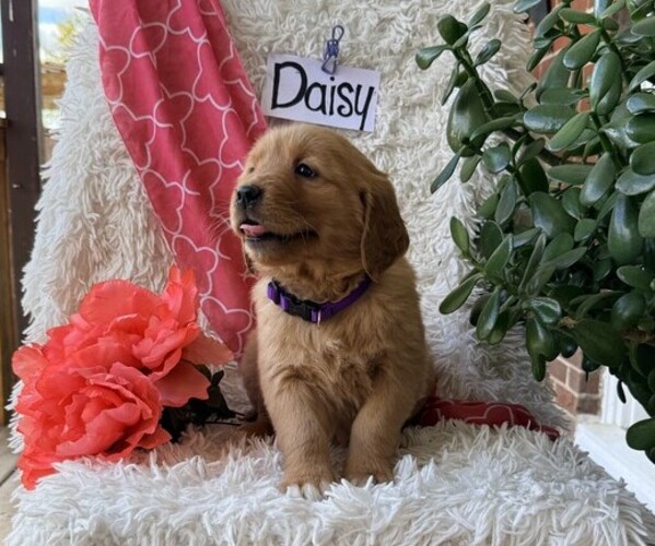 Medium Photo #2 Golden Retriever Puppy For Sale in THORP, WI, USA