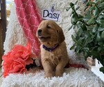 Small #1 Golden Retriever