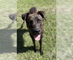 Small Labrador Retriever Mix