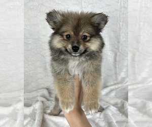 Pomeranian Puppy for sale in FRANKLIN, IN, USA