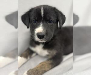 Mutt Dogs for adoption in Thief River Falls, MN, USA
