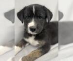 Small Mutt