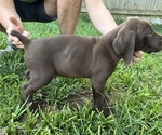 Small Photo #16 German Shorthaired Pointer Puppy For Sale in FRANKLIN, KY, USA