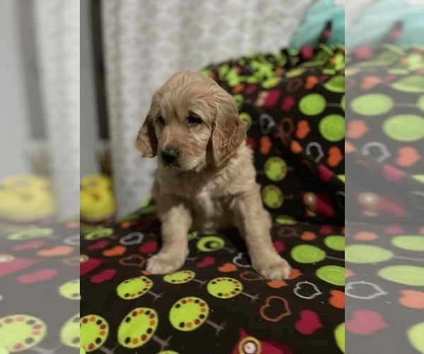 Medium Photo #6 Golden Retriever Puppy For Sale in SALEM, OR, USA