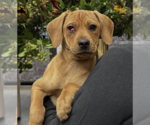 Small #7 Labrador Retriever Mix