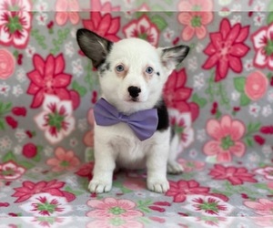 Pembroke Welsh Corgi Puppy for sale in LANCASTER, PA, USA
