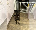 Small #2 Labrador Retriever Mix