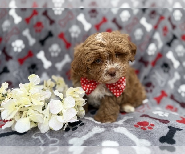 Medium Photo #8 Shih-Poo Puppy For Sale in LAKELAND, FL, USA