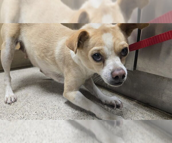 Medium Photo #1 Chihuahua Puppy For Sale in Riverside, CA, USA