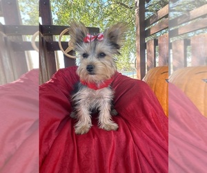 Yorkshire Terrier Puppy for sale in LANCASTER, MO, USA