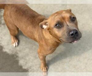American Pit Bull Terrier-Unknown Mix Dogs for adoption in Tulsa, OK, USA