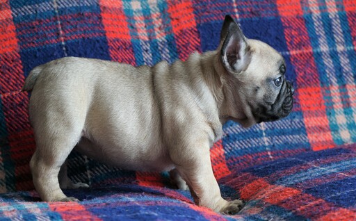 Medium Photo #3 English Bulldog Puppy For Sale in FREDERICKSBG, OH, USA