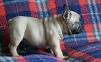 Small Photo #3 English Bulldog Puppy For Sale in FREDERICKSBG, OH, USA