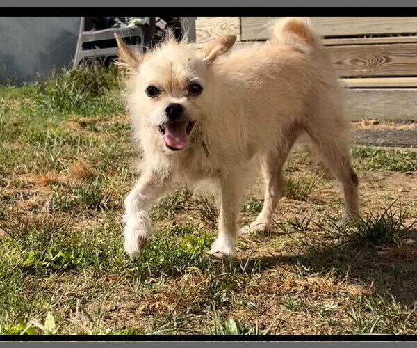 Medium Photo #5 Chihuahua-Unknown Mix Puppy For Sale in Holly Springs, NC, USA