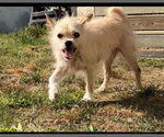 Small #4 Chihuahua Mix