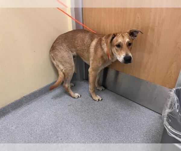 Medium Photo #1 Labrador Retriever-Unknown Mix Puppy For Sale in Orange, CA, USA