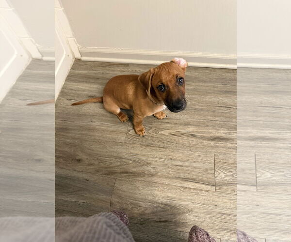 Medium Photo #1 Dachshund-Unknown Mix Puppy For Sale in Plainfield, IL, USA